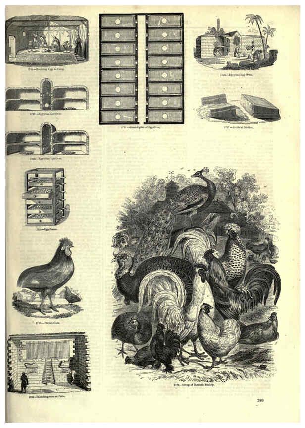 Reproducción/Reproduction 6093058122: The pictorial museum of animated nature. v.1. London :C. Cox,[1844?] 