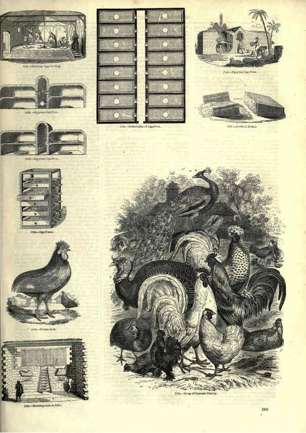 Reproducción/Reproduction 6093058122: The pictorial museum of animated nature. v.1. London :C. Cox,[1844?] 