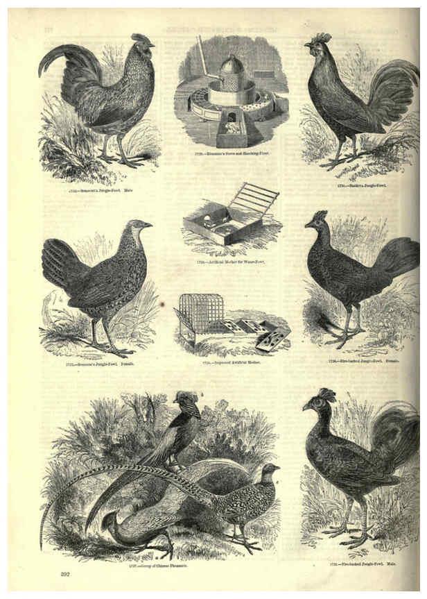 Reproducción/Reproduction 6092519075: The pictorial museum of animated nature. v.1. London :C. Cox,[1844?] 
