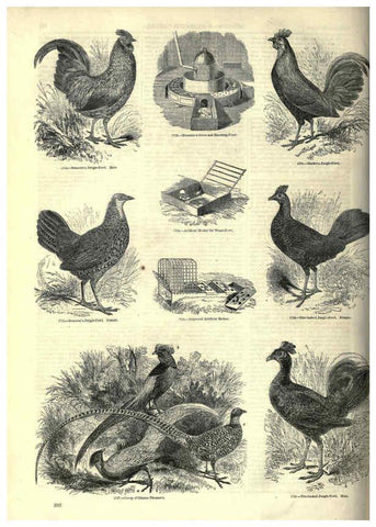 Reproducción/Reproduction 6092519075: The pictorial museum of animated nature. v.1. London :C. Cox,[1844?] 