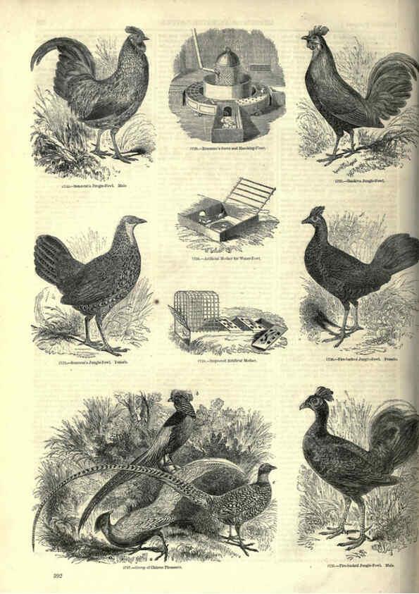 Reproducción/Reproduction 6092519075: The pictorial museum of animated nature. v.1. London :C. Cox,[1844?] 