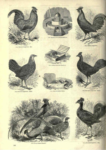 Reproducción/Reproduction 6092519075: The pictorial museum of animated nature. v.1. London :C. Cox,[1844?] 