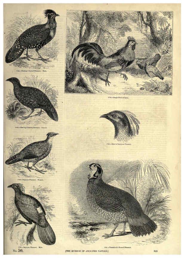 Reproducción/Reproduction 6093059044: The pictorial museum of animated nature. v.1. London :C. Cox,[1844?] 