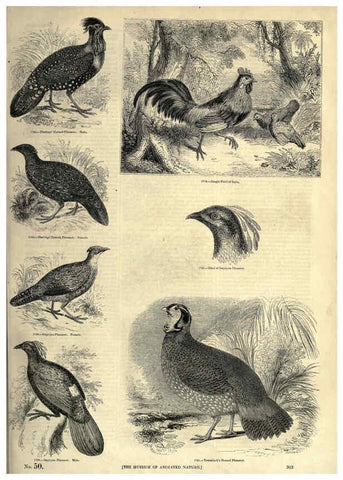 Reproducción/Reproduction 6093059044: The pictorial museum of animated nature. v.1. London :C. Cox,[1844?] 