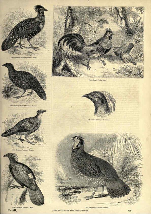 Reproducción/Reproduction 6093059044: The pictorial museum of animated nature. v.1. London :C. Cox,[1844?] 