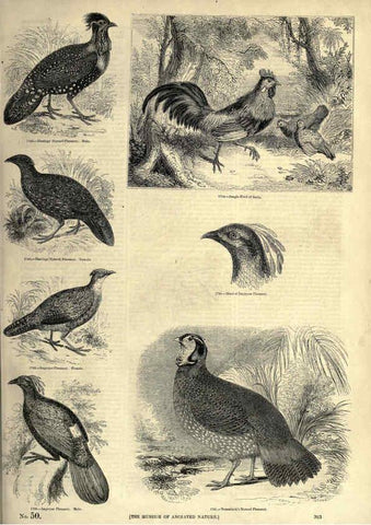 Reproducción/Reproduction 6093059044: The pictorial museum of animated nature. v.1. London :C. Cox,[1844?] 