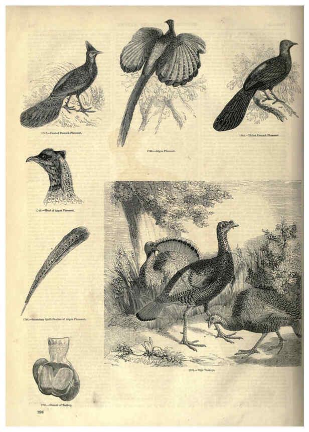 Reproducción/Reproduction 6092519823: The pictorial museum of animated nature. v.1. London :C. Cox,[1844?] 