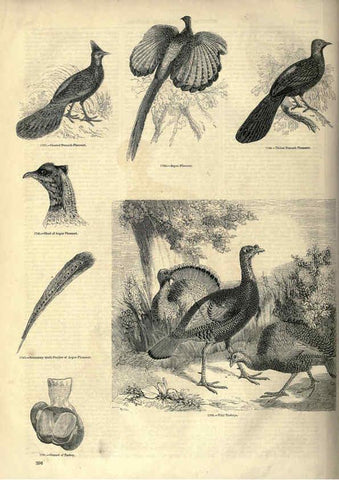 Reproducción/Reproduction 6092519823: The pictorial museum of animated nature. v.1. London :C. Cox,[1844?] 