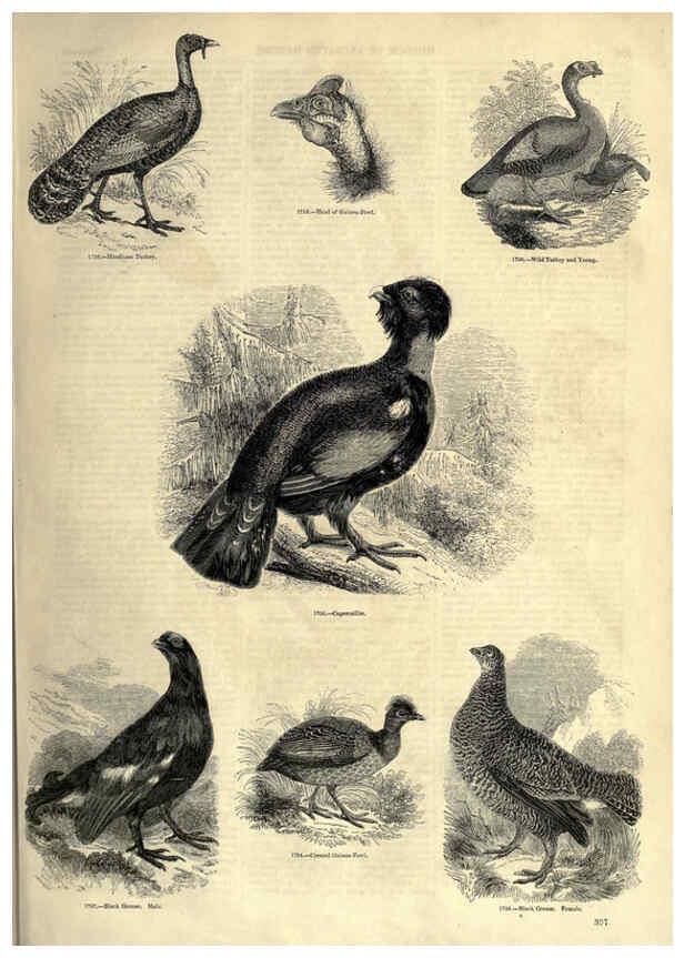 Reproducción/Reproduction 6092520067: The pictorial museum of animated nature. v.1. London :C. Cox,[1844?] 