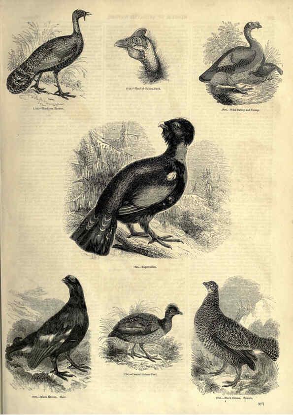 Reproducción/Reproduction 6092520067: The pictorial museum of animated nature. v.1. London :C. Cox,[1844?] 
