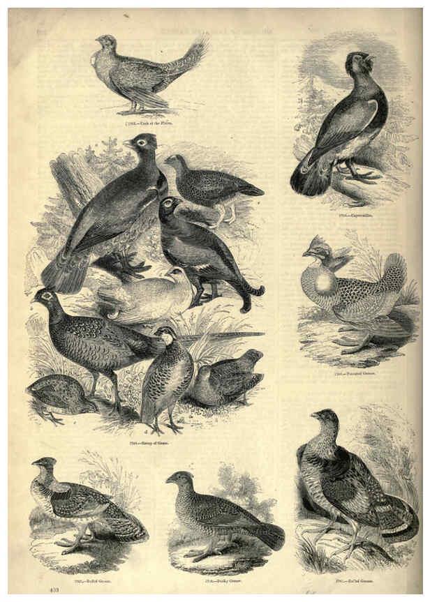 Reproducción/Reproduction 6093060010: The pictorial museum of animated nature. v.1. London :C. Cox,[1844?] 