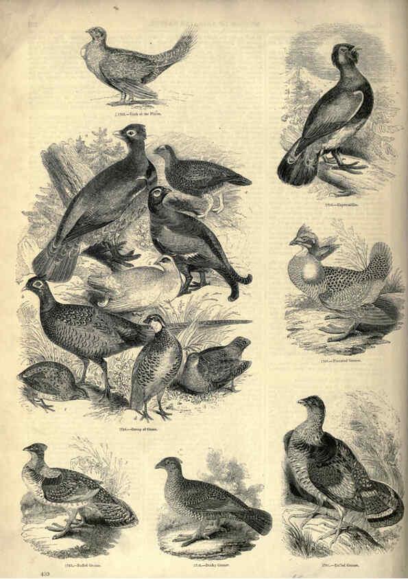 Reproducción/Reproduction 6093060010: The pictorial museum of animated nature. v.1. London :C. Cox,[1844?] 