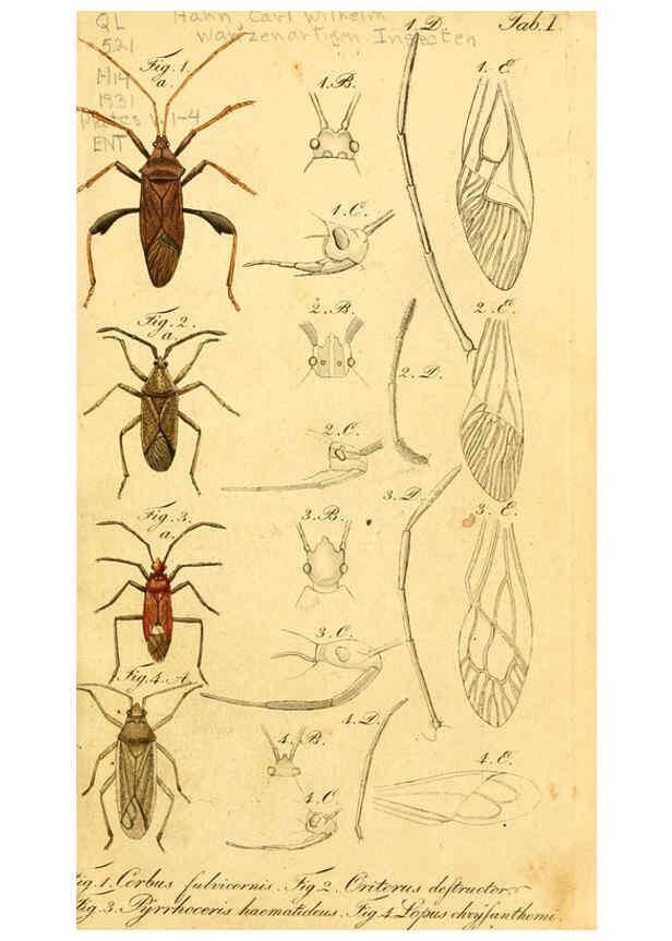 Reproducción/Reproduction 6096540762: Die wanzenartigen Insecten. plates 1-4. Nürnberg :In der C.H. Zeh'schen Buchhandlung,1831-1853