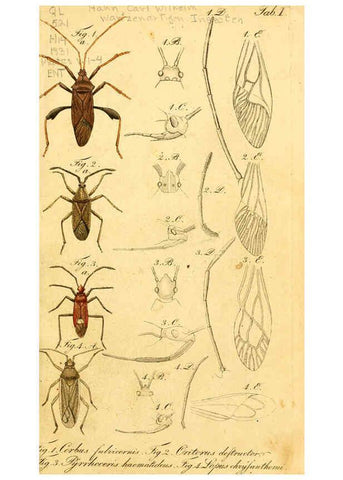 Reproducción/Reproduction 6096540762: Die wanzenartigen Insecten. plates 1-4. Nürnberg :In der C.H. Zeh'schen Buchhandlung,1831-1853