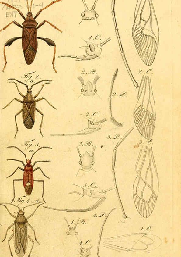 Reproducción/Reproduction 6096540762: Die wanzenartigen Insecten. plates 1-4. Nürnberg :In der C.H. Zeh'schen Buchhandlung,1831-1853