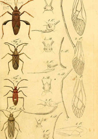 Reproducción/Reproduction 6096540762: Die wanzenartigen Insecten. plates 1-4. Nürnberg :In der C.H. Zeh'schen Buchhandlung,1831-1853