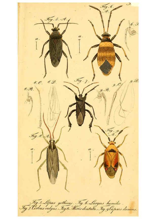 Reproducción/Reproduction 6096540986: Die wanzenartigen Insecten. plates 1-4. Nürnberg :In der C.H. Zeh'schen Buchhandlung,1831-1853