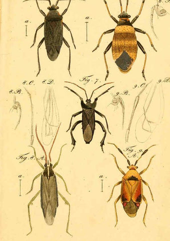 Reproducción/Reproduction 6096540986: Die wanzenartigen Insecten. plates 1-4. Nürnberg :In der C.H. Zeh'schen Buchhandlung,1831-1853