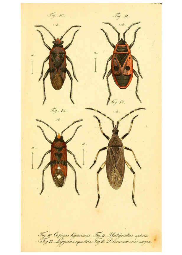 Reproducción/Reproduction 6095997085: Die wanzenartigen Insecten. plates 1-4. Nürnberg :In der C.H. Zeh'schen Buchhandlung,1831-1853