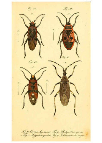 Reproducción/Reproduction 6095997085: Die wanzenartigen Insecten. plates 1-4. Nürnberg :In der C.H. Zeh'schen Buchhandlung,1831-1853