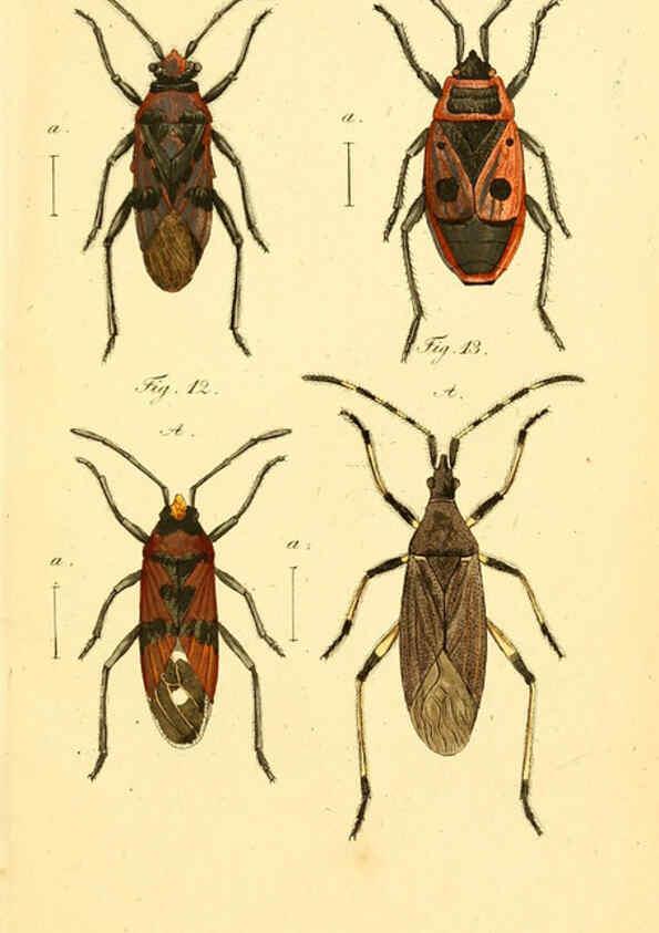 Reproducción/Reproduction 6095997085: Die wanzenartigen Insecten. plates 1-4. Nürnberg :In der C.H. Zeh'schen Buchhandlung,1831-1853