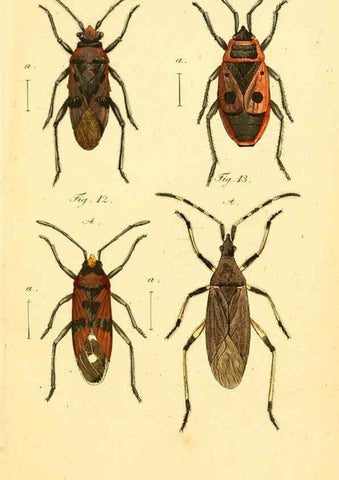 Reproducción/Reproduction 6095997085: Die wanzenartigen Insecten. plates 1-4. Nürnberg :In der C.H. Zeh'schen Buchhandlung,1831-1853