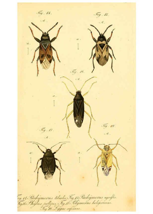 Reproducción/Reproduction 6096541536: Die wanzenartigen Insecten. plates 1-4. Nürnberg :In der C.H. Zeh'schen Buchhandlung,1831-1853