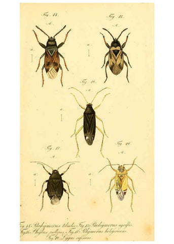 Reproducción/Reproduction 6096541536: Die wanzenartigen Insecten. plates 1-4. Nürnberg :In der C.H. Zeh'schen Buchhandlung,1831-1853