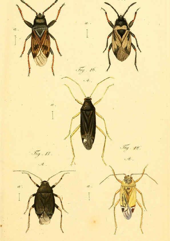 Reproducción/Reproduction 6096541536: Die wanzenartigen Insecten. plates 1-4. Nürnberg :In der C.H. Zeh'schen Buchhandlung,1831-1853