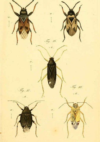 Reproducción/Reproduction 6096541536: Die wanzenartigen Insecten. plates 1-4. Nürnberg :In der C.H. Zeh'schen Buchhandlung,1831-1853