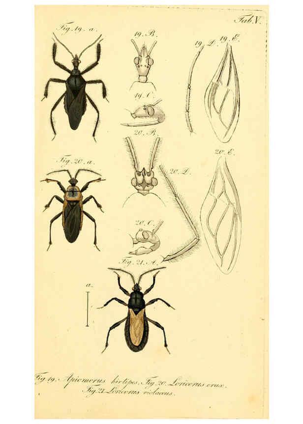 Reproducción/Reproduction 6096541734: Die wanzenartigen Insecten. plates 1-4. Nürnberg :In der C.H. Zeh'schen Buchhandlung,1831-1853
