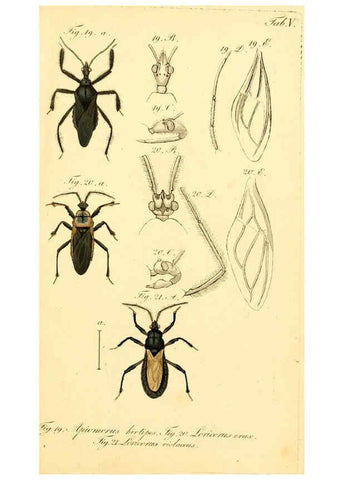Reproducción/Reproduction 6096541734: Die wanzenartigen Insecten. plates 1-4. Nürnberg :In der C.H. Zeh'schen Buchhandlung,1831-1853