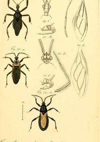 Reproducción/Reproduction 6096541734: Die wanzenartigen Insecten. plates 1-4. Nürnberg :In der C.H. Zeh'schen Buchhandlung,1831-1853