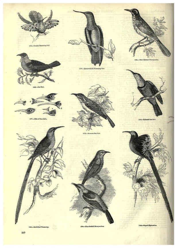 Reproducción/Reproduction 6093056802: The pictorial museum of animated nature. v.1. London :C. Cox,[1844?] 