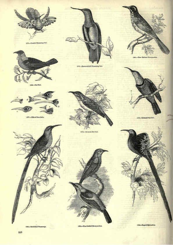 Reproducción/Reproduction 6093056802: The pictorial museum of animated nature. v.1. London :C. Cox,[1844?] 