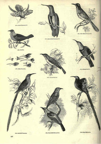 Reproducción/Reproduction 6093056802: The pictorial museum of animated nature. v.1. London :C. Cox,[1844?] 