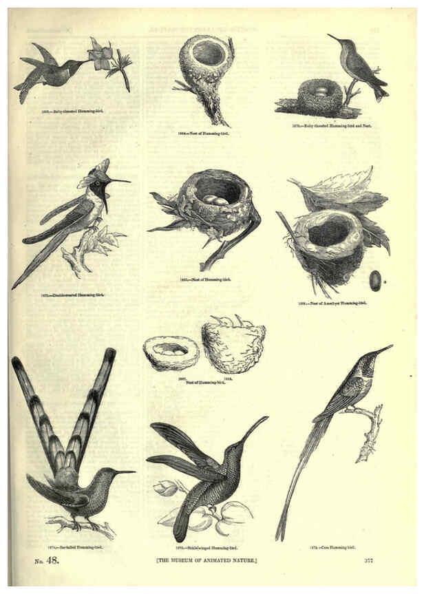 Reproducción/Reproduction 6092516603: The pictorial museum of animated nature. v.1. London :C. Cox,[1844?] 