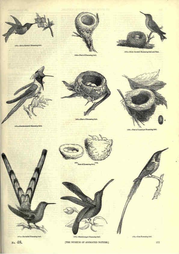 Reproducción/Reproduction 6092516603: The pictorial museum of animated nature. v.1. London :C. Cox,[1844?] 