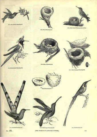 Reproducción/Reproduction 6092516603: The pictorial museum of animated nature. v.1. London :C. Cox,[1844?] 