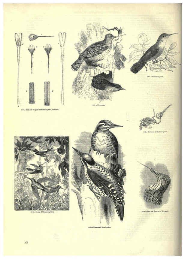 Reproducción/Reproduction 6093055956: The pictorial museum of animated nature. v.1. London :C. Cox,[1844?] 