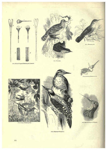 Reproducción/Reproduction 6093055956: The pictorial museum of animated nature. v.1. London :C. Cox,[1844?] 