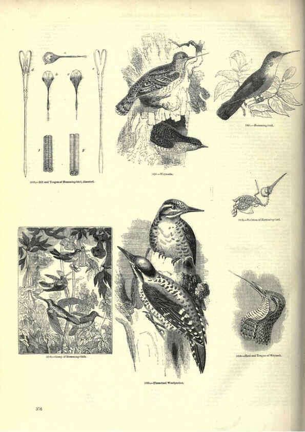 Reproducción/Reproduction 6093055956: The pictorial museum of animated nature. v.1. London :C. Cox,[1844?] 