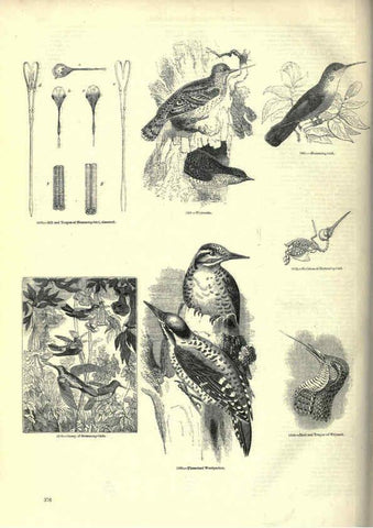 Reproducción/Reproduction 6093055956: The pictorial museum of animated nature. v.1. London :C. Cox,[1844?] 