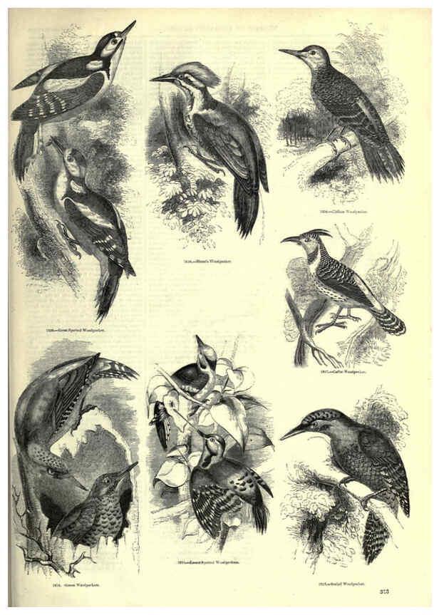 Reproducción/Reproduction 6092515713: The pictorial museum of animated nature. v.1. London :C. Cox,[1844?] 