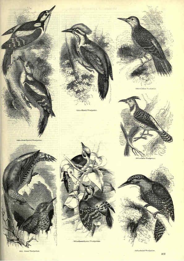 Reproducción/Reproduction 6092515713: The pictorial museum of animated nature. v.1. London :C. Cox,[1844?] 