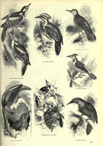 Reproducción/Reproduction 6092515713: The pictorial museum of animated nature. v.1. London :C. Cox,[1844?] 