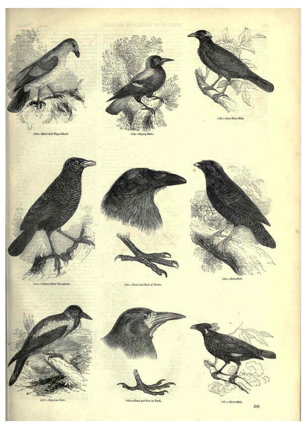 Reproducción/Reproduction 6093050722: The pictorial museum of animated nature. v.1. London :C. Cox,[1844?] 