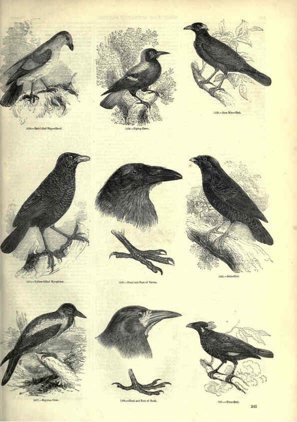 Reproducción/Reproduction 6093050722: The pictorial museum of animated nature. v.1. London :C. Cox,[1844?] 