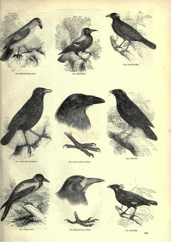 Reproducción/Reproduction 6093050722: The pictorial museum of animated nature. v.1. London :C. Cox,[1844?] 