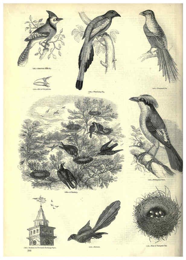 Reproducción/Reproduction 6092511163: The pictorial museum of animated nature. v.1. London :C. Cox,[1844?] 